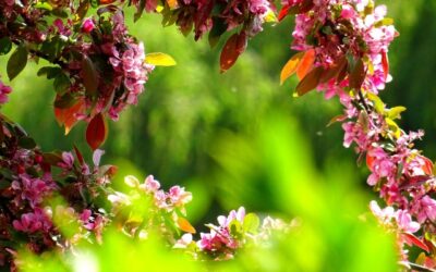 Welke voordelen hebben onderhoudsvrije planten?